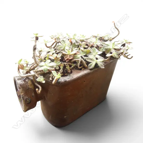 SUCCULENTS IN LG SALT GLAZED PLANTER PIPE 800x300x440mm