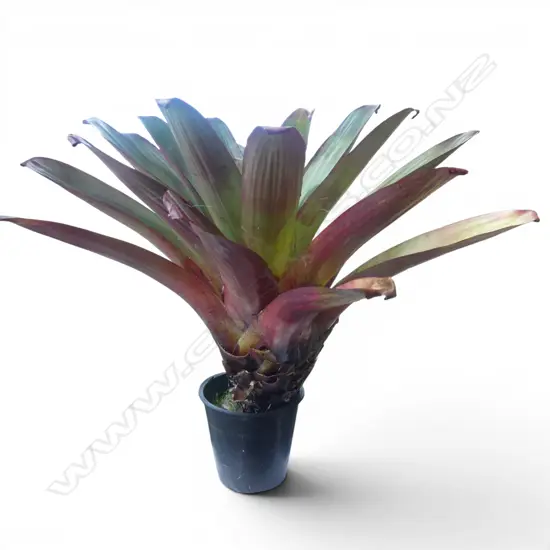 LG BROMELIAD H.900mm, 1000mm dia