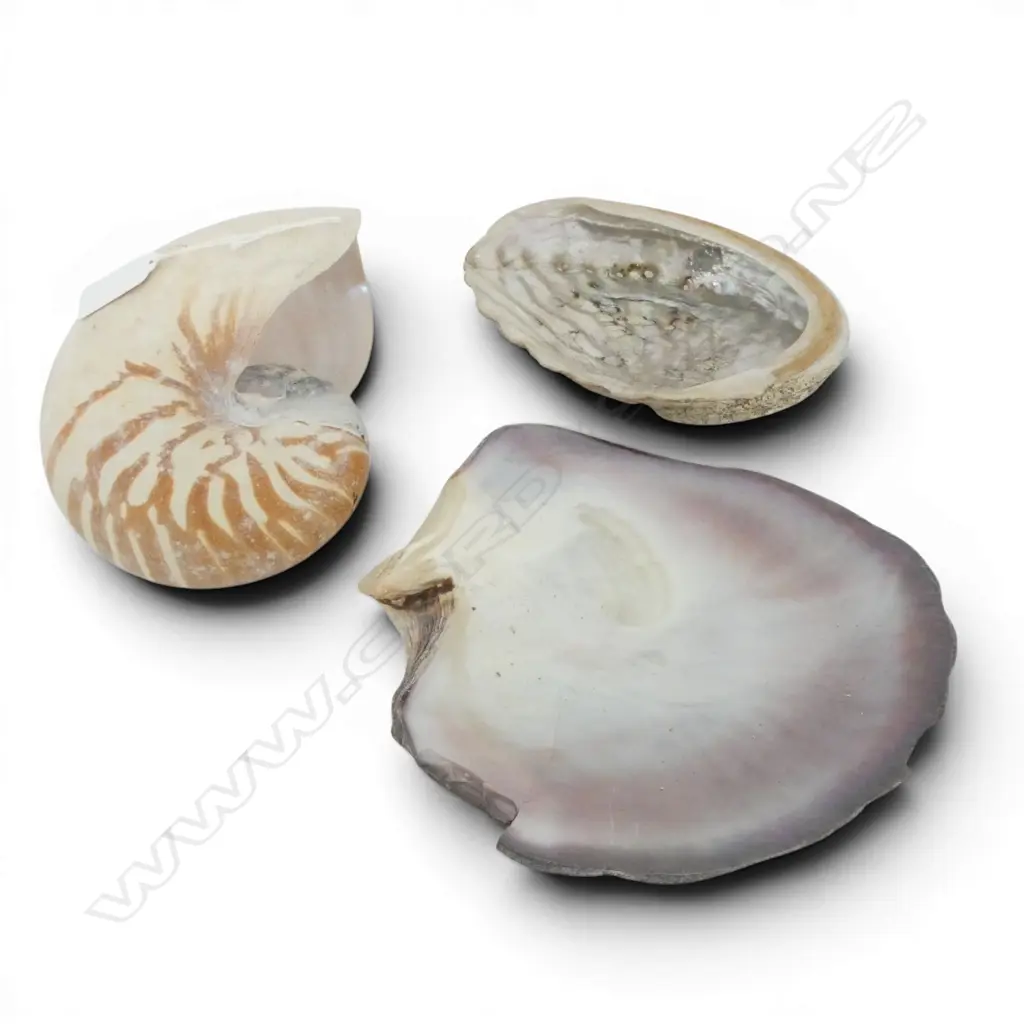 3 SHELLS; MoP, PAUA, NAUTILUS W.210mm Image 1++