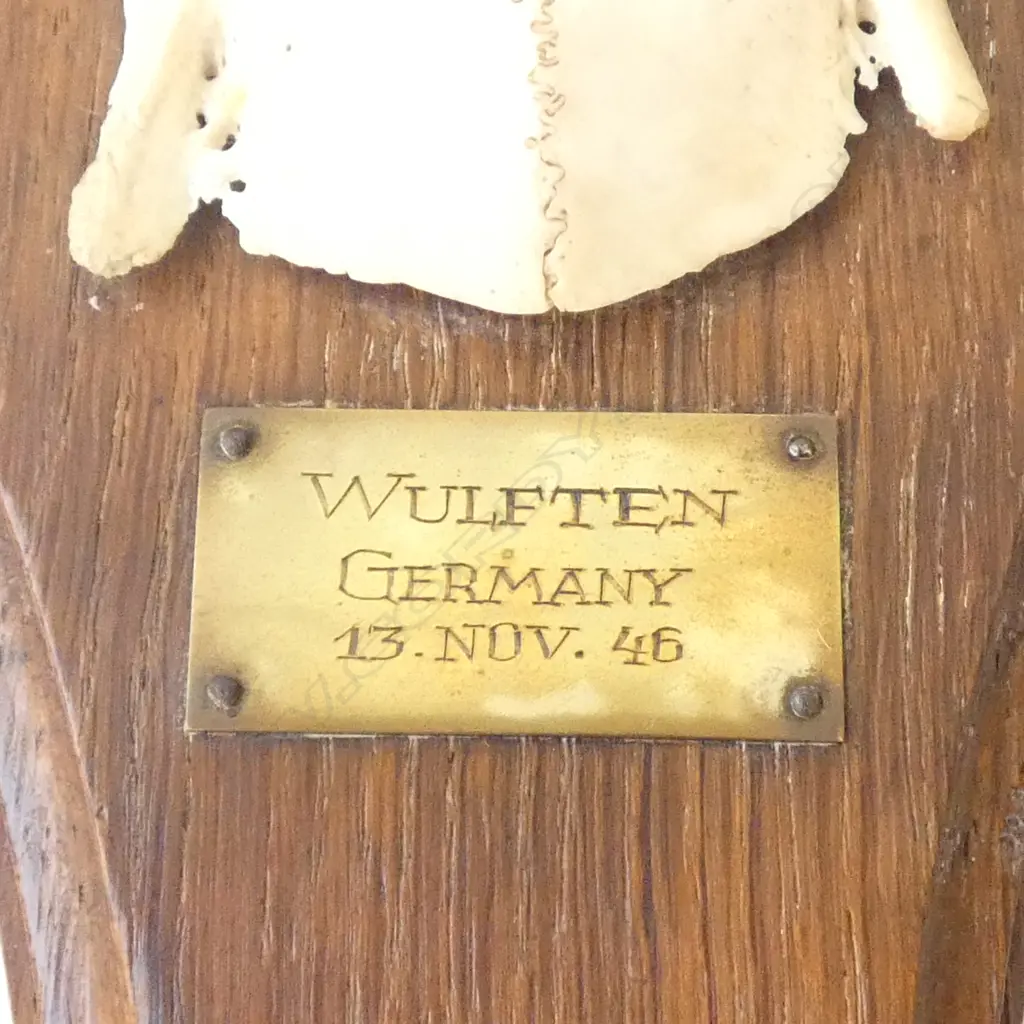 SMALL GERMAN DEER ANTLERS mounted to shield 'Wulften Germany 13 Nov. 46'. H.270mm Image 1++