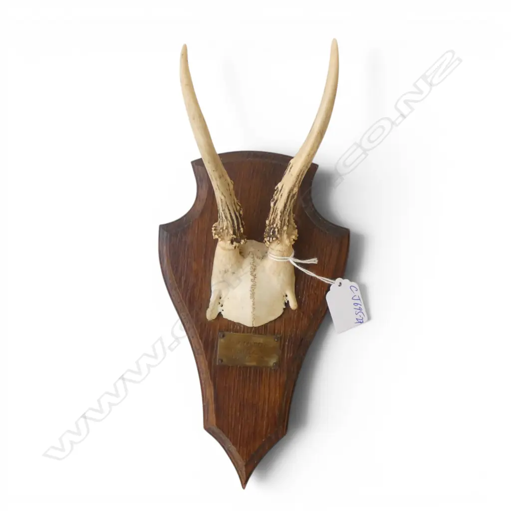 SMALL GERMAN DEER ANTLERS mounted to shield 'Wulften Germany 13 Nov. 46'. H.270mm Image 1++