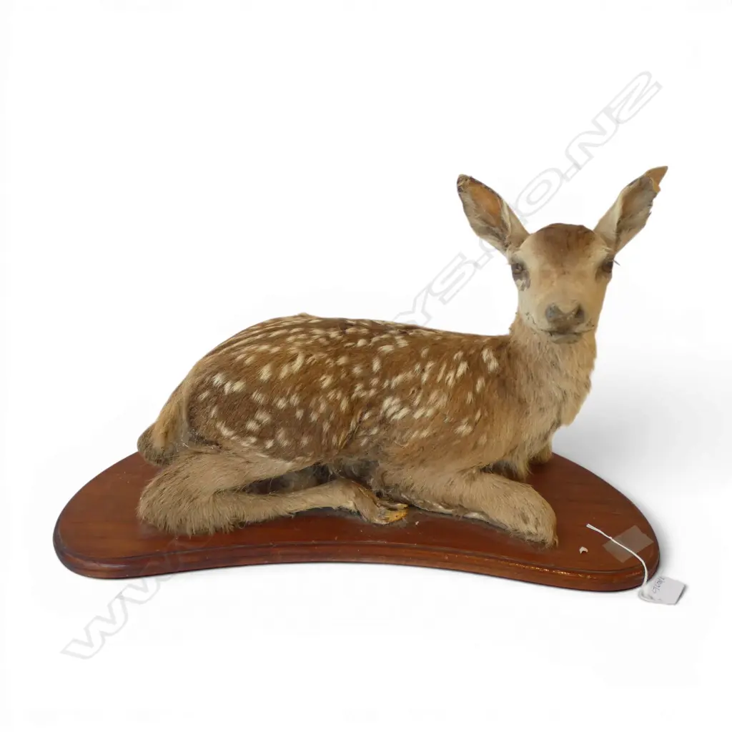 BABY DEER FAUN TAXIDERMY W.600mm Image 1++