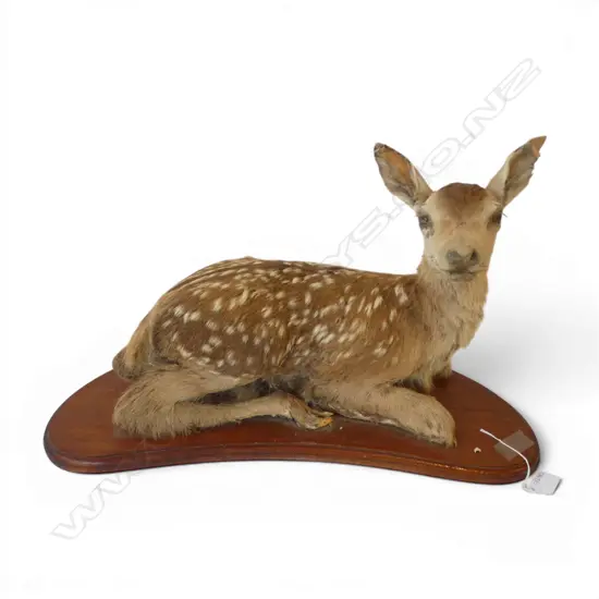 BABY DEER FAUN TAXIDERMY W.600mm