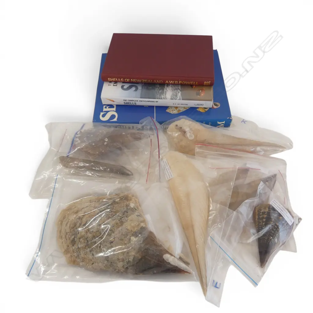 BOX OF ASSORTED SHELLS  & THREE BOOKS ON SHELLS Image 1++
