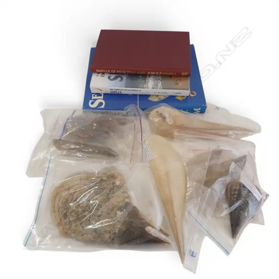 BOX OF ASSORTED SHELLS  & THREE BOOKS ON SHELLS