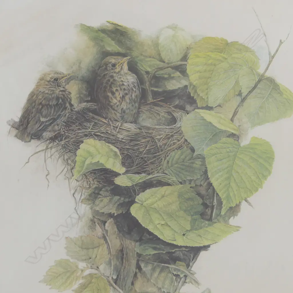 2 LARGE MERRILYN JAQUIERY BIRD PRINTS 650x410mm Image 1++