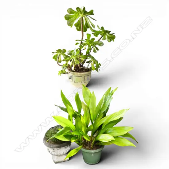 3 POTTED PLANTS H.1000mm