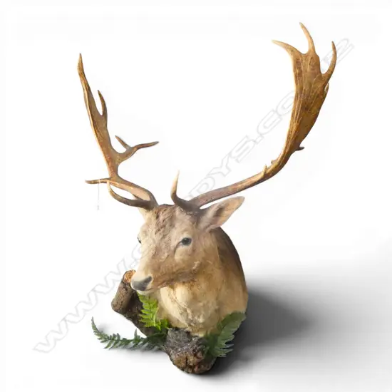 FALLOW DEER STAG HEAD