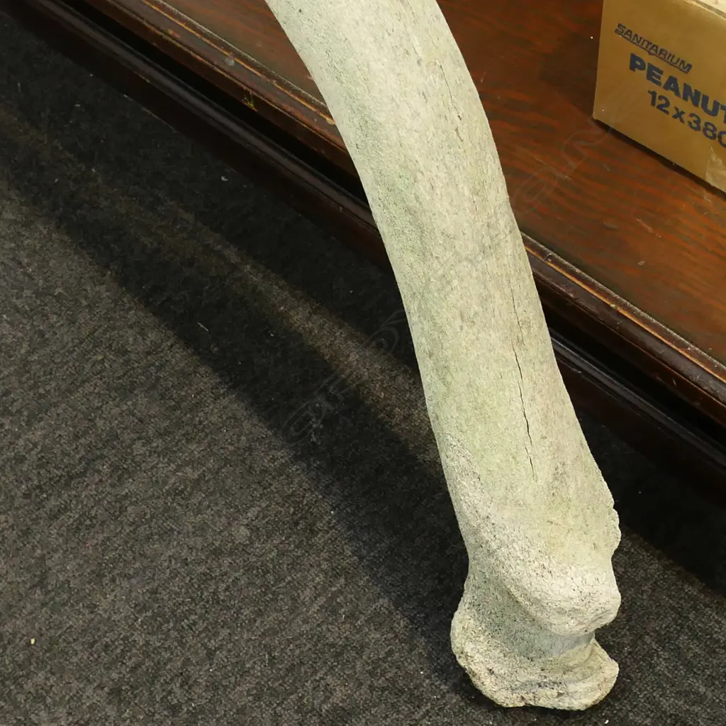 LG OLD MAMMAL RIB BONE W.1520mm Image 1++