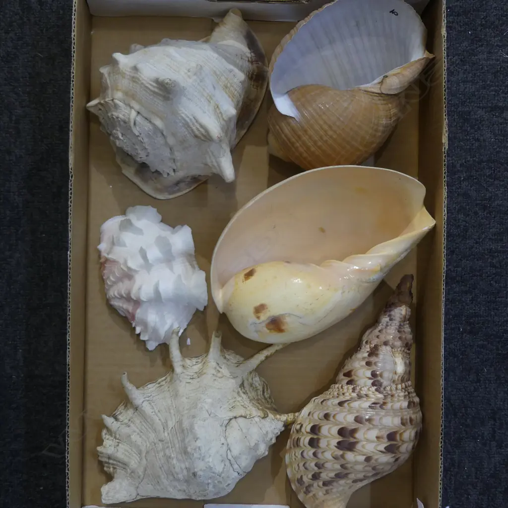 BOHEMIA CHAMPAGNE GLASSES ETC Image 1++