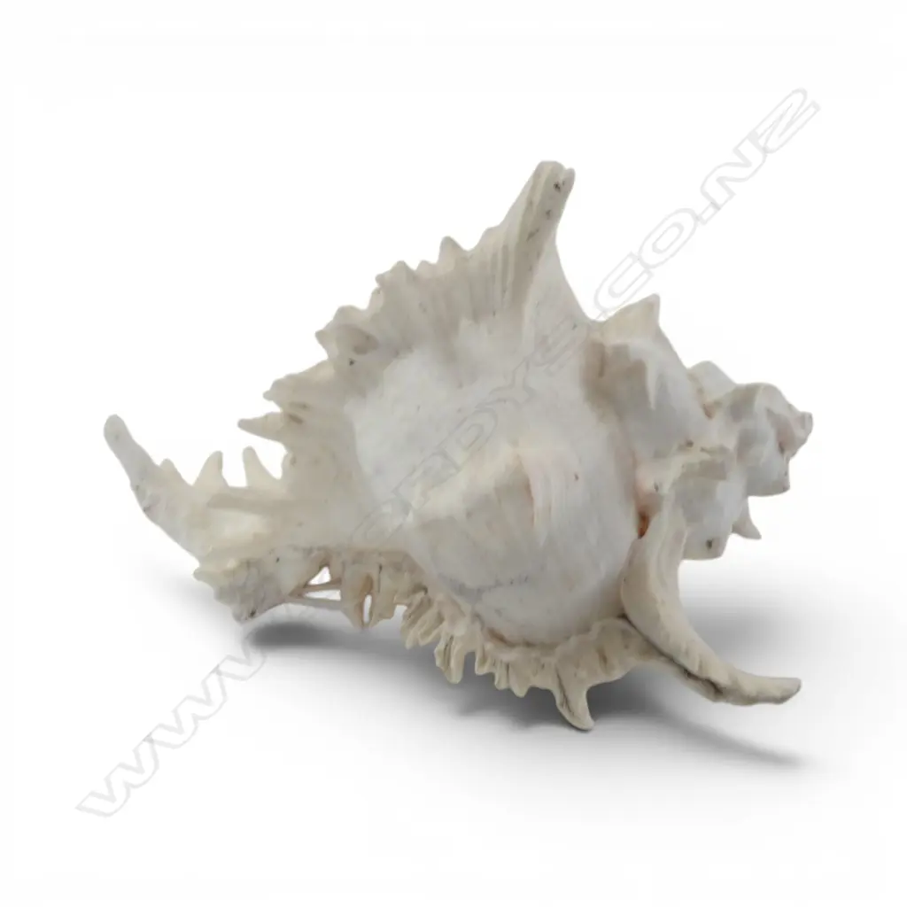 LRG BRANCHED MUREX SHELL, H.200 x 220mm Image 1++