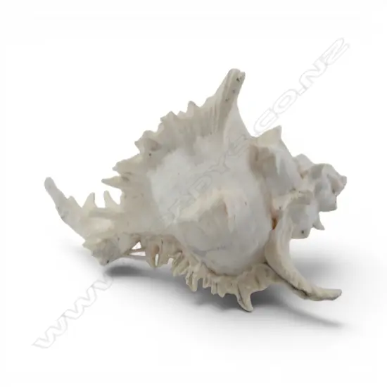 LRG BRANCHED MUREX SHELL, H.200 x 220mm