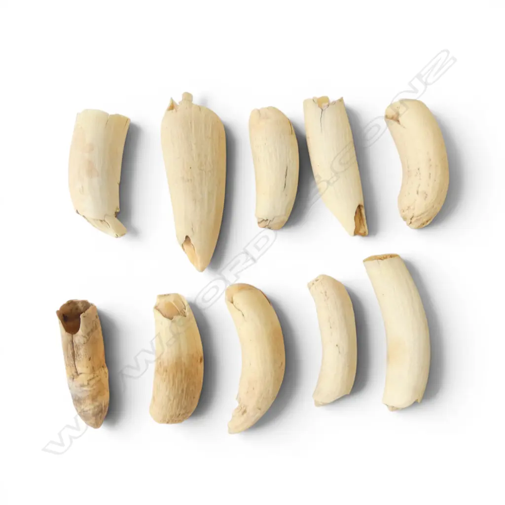 10 SML WHALE TEETH possibly orca Image 1++