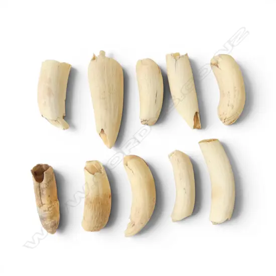 10 SML WHALE TEETH possibly orca
