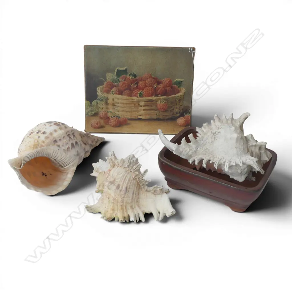 3 SHELLS, W. HOUGH RASPBERRIES PRINT 205x255mm, BONSAI POT Image 1++
