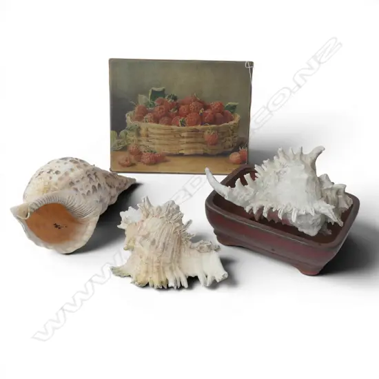 3 SHELLS, W. HOUGH RASPBERRIES PRINT 205x255mm, BONSAI POT