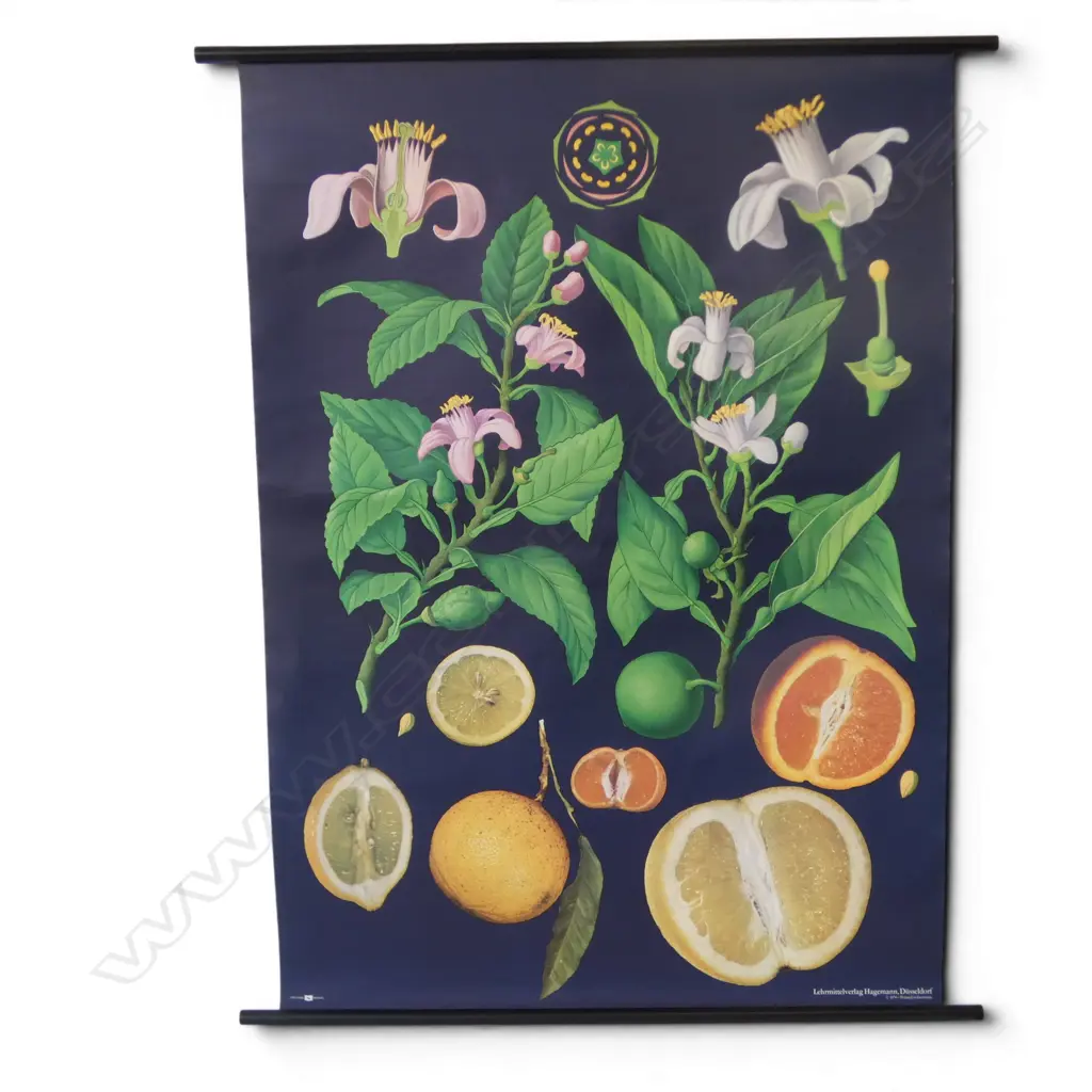 LARGE CITRUS PLANT PRINT H.1170mm Image 1++