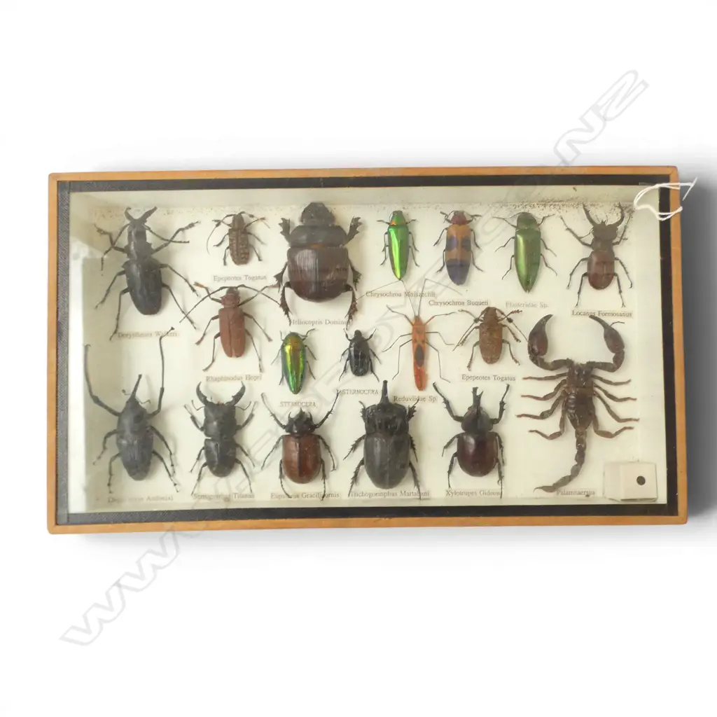 CASED COLLECTION OF 18 BEATLES SCORPION ETC H200 L360MM Image 1++