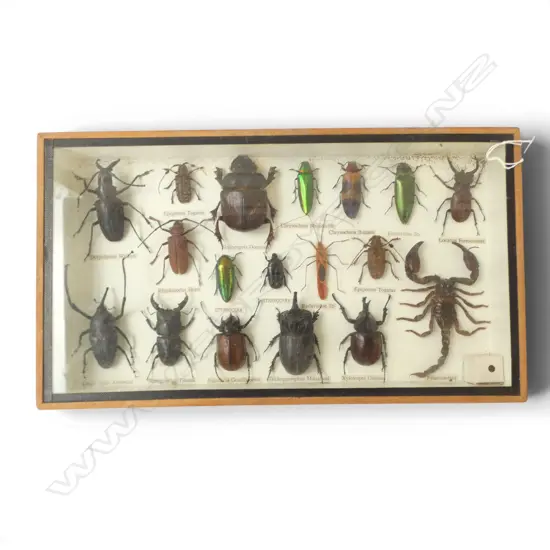 CASED COLLECTION OF 18 BEATLES SCORPION ETC H200 L360MM