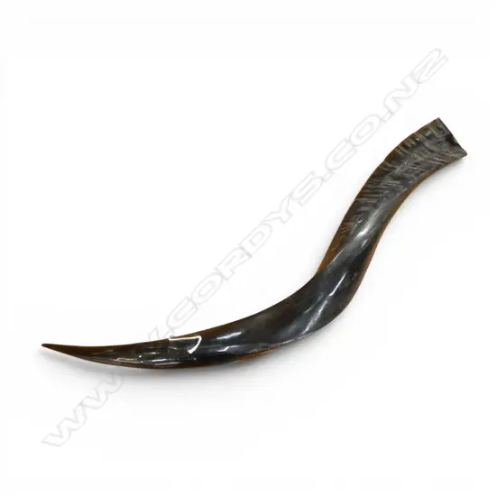 KUDU HORN L.480mm
