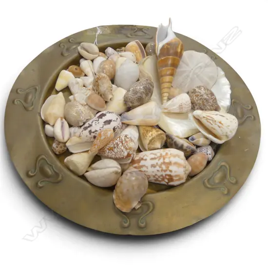 TROPICAL ISLAND SHELL COLLECTION ON VINTAGE BRASS TRAY DIA360MM