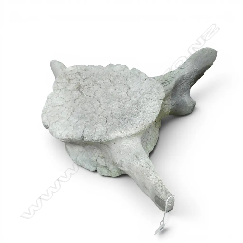 WHALE VERTEBRAE SPINE BONE 580x560mm Image 1++