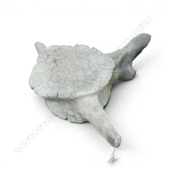 WHALE VERTEBRAE SPINE BONE 580x560mm