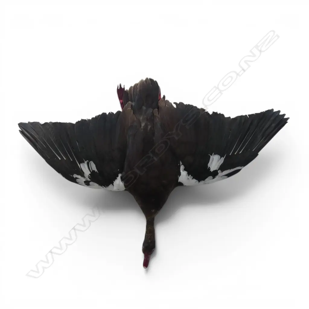 TAXIDERMY SPUR WINGED GOOSE W.1300mm Image 1++