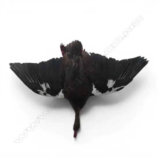 TAXIDERMY SPUR WINGED GOOSE W.1300mm
