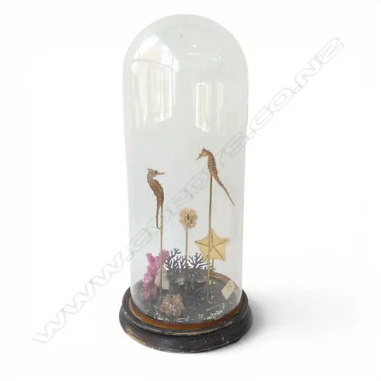 VINTAGE GLASS DOME w. CORAL & SEA HORSES H.460m