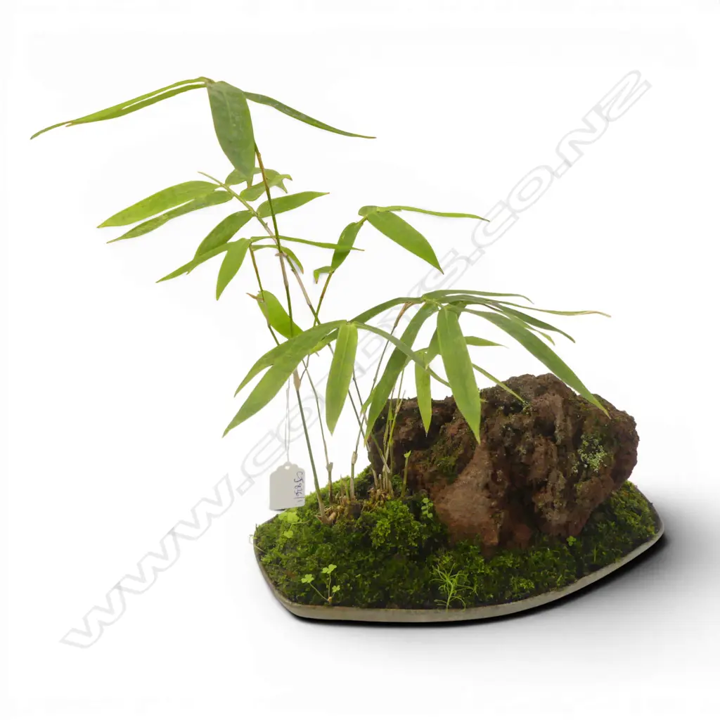 BAMBOO BONSAI H.400mm, W.300mm Image 1++