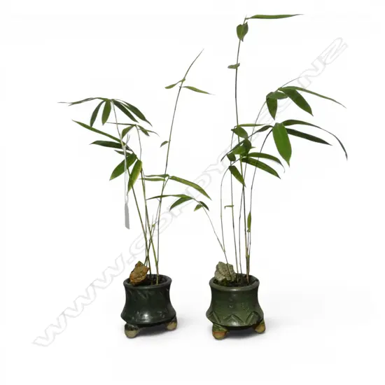 PR BONSAI BAMBOO H.410mm