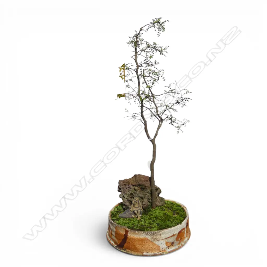 KOWHAI? BONSAI H.620m Image 1++