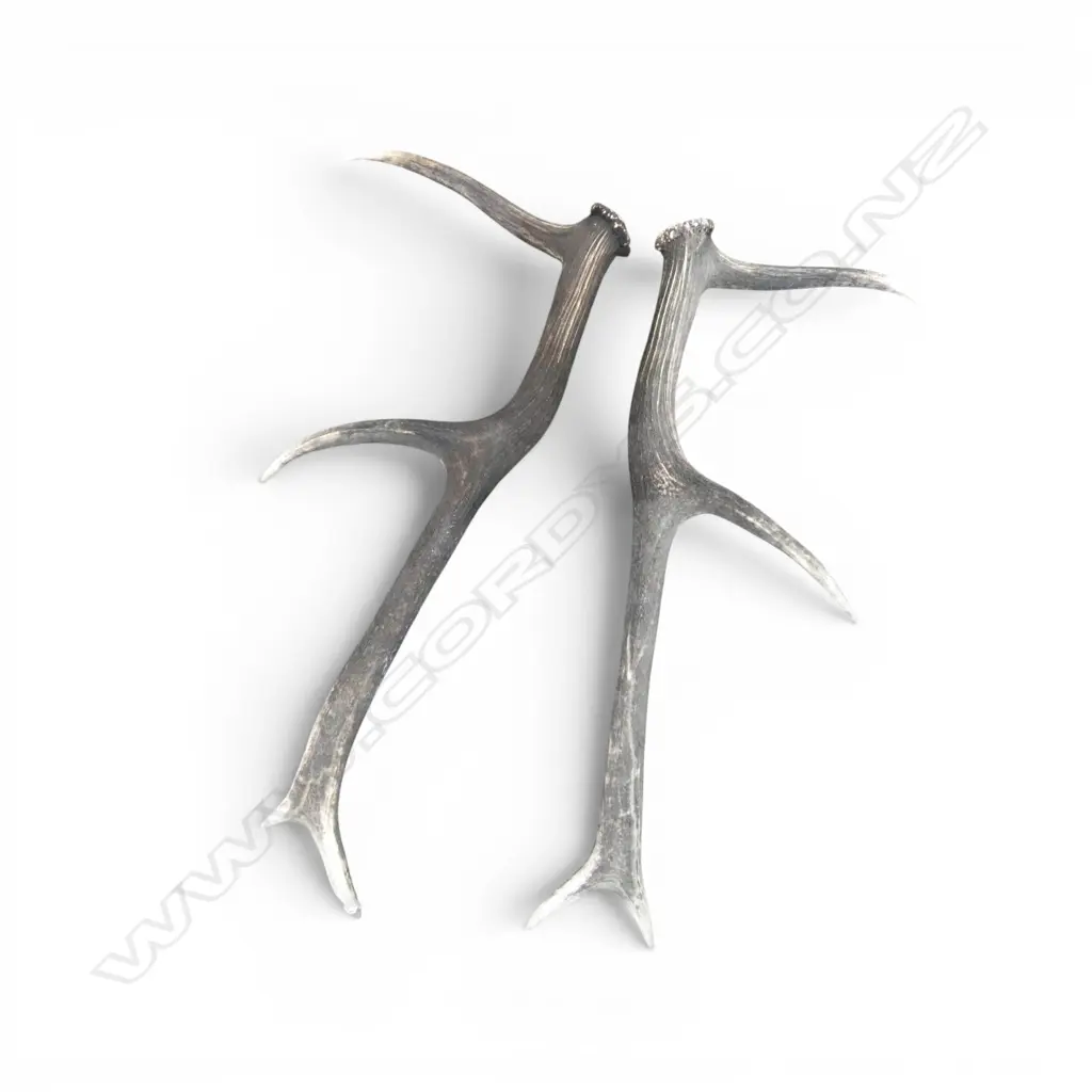 PR 8 POINTER ANTLERS L.610mm Image 1++