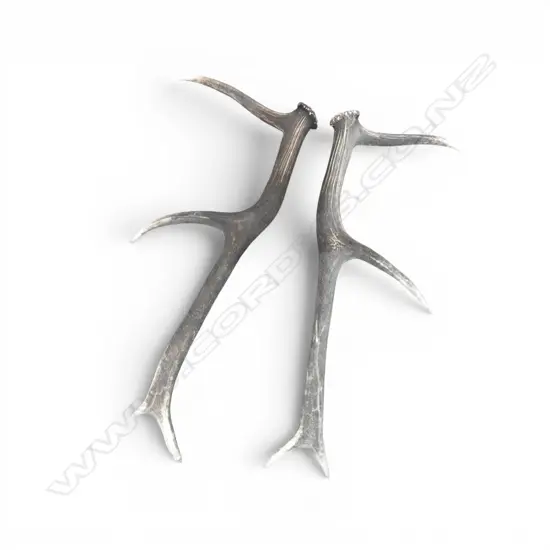 PR 8 POINTER ANTLERS L.610mm