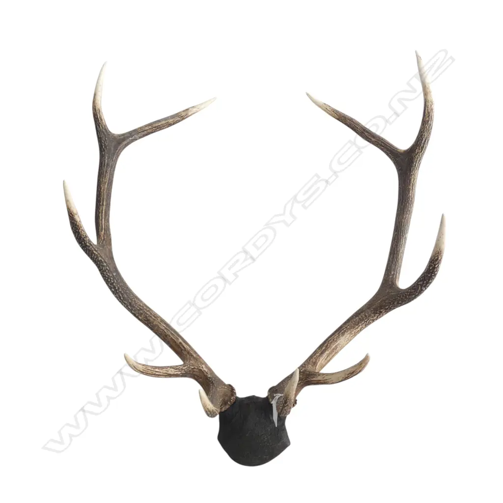 10 POINTER ANTLERS H.700mm Image 1++