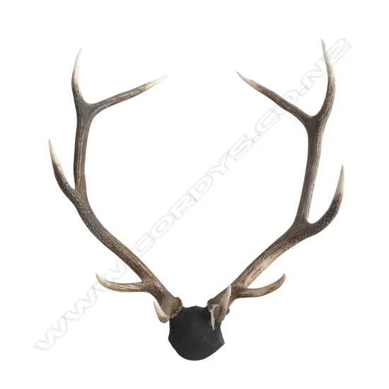 10 POINTER ANTLERS H.700mm