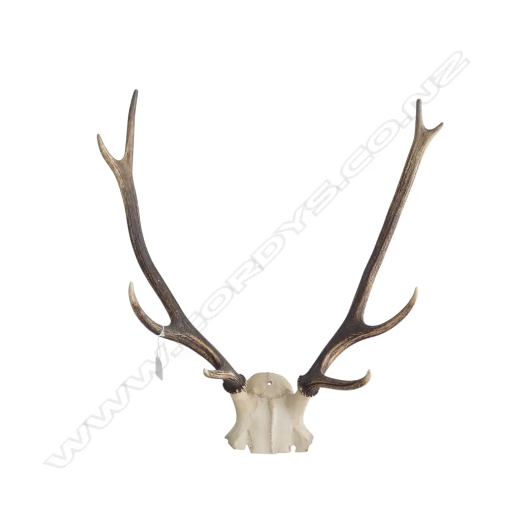 6 POINTER ANTLERS H.600mm Image 1++