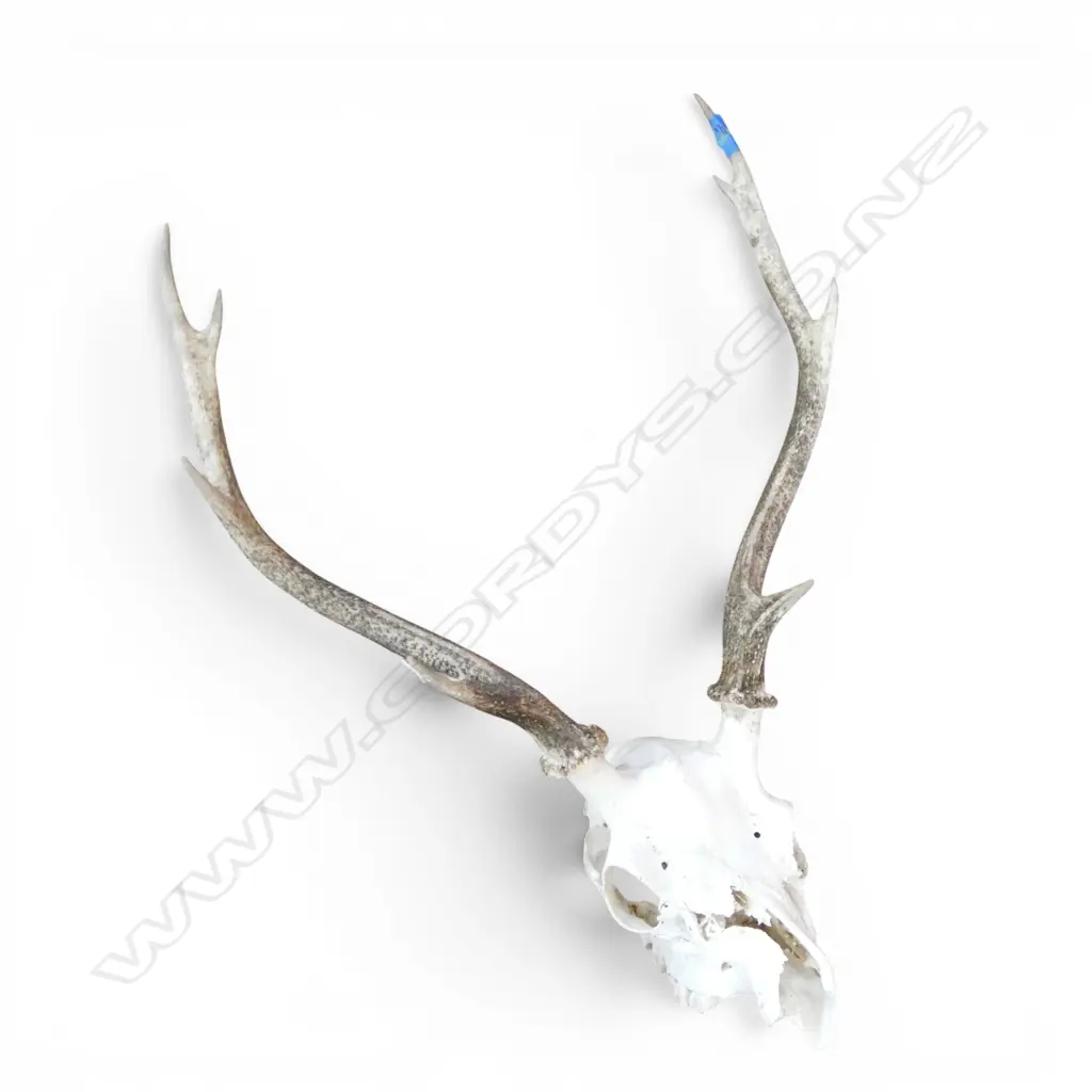 MOUNTED 8 POINTER SIKA DEER SKULL H.680mm W.480mm Image 1++