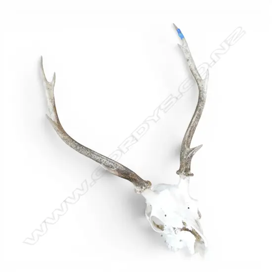 MOUNTED 8 POINTER SIKA DEER SKULL H.680mm W.480mm