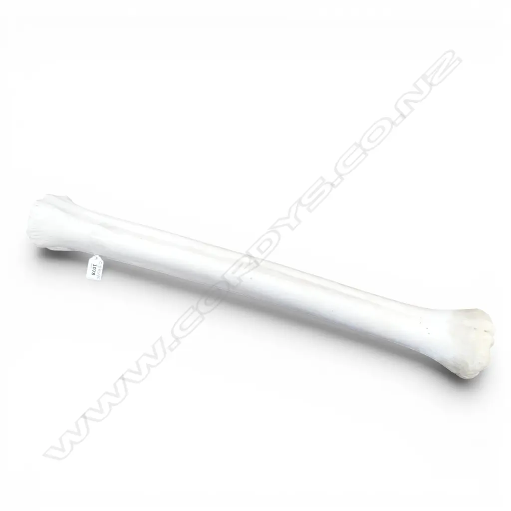 GIRAFFE BONE L.650mm Image 1++