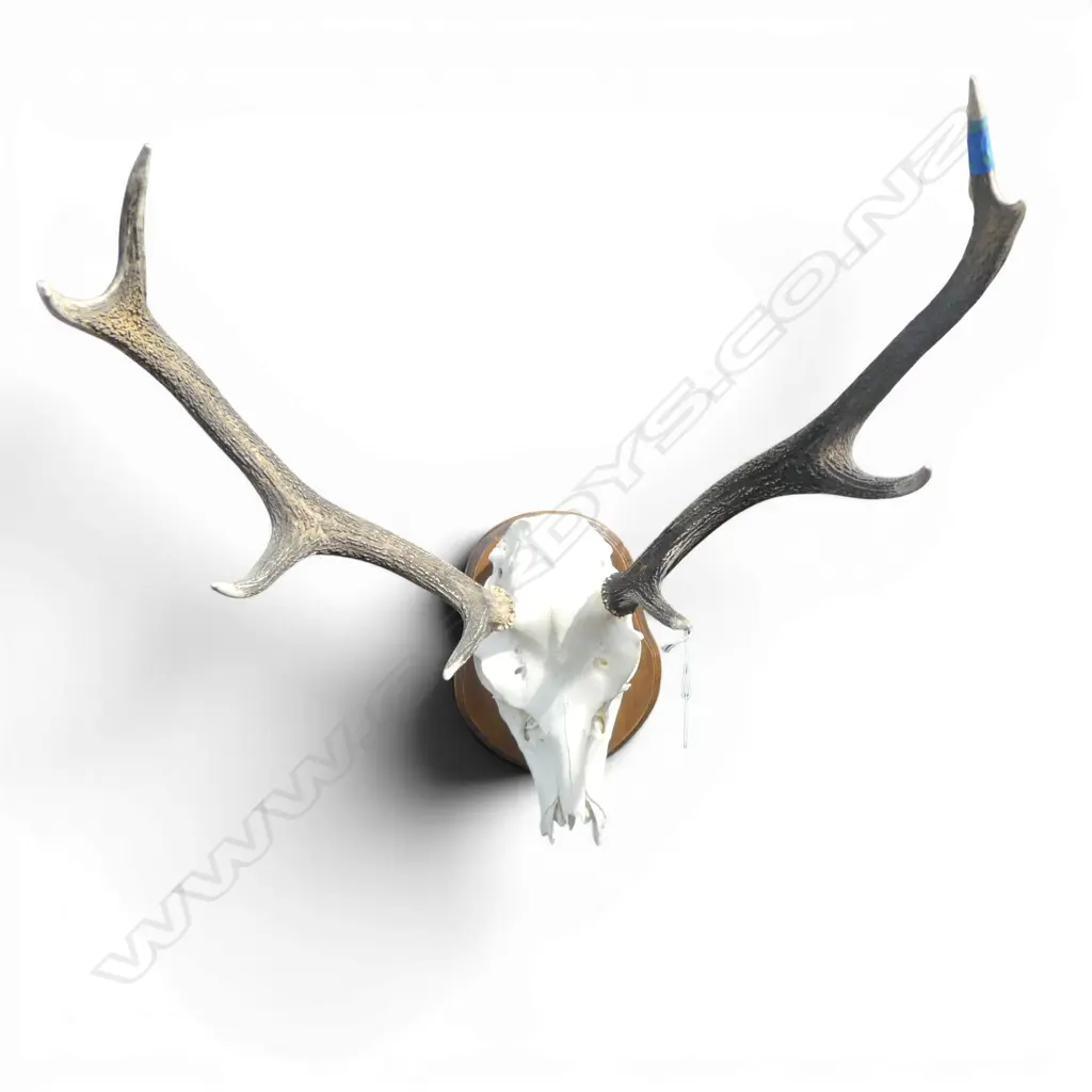 MOUNTED 8 POINTER RED DEER SKULL W.580mm H.650mm Image 1++