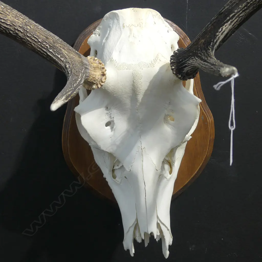 MOUNTED 8 POINTER RED DEER SKULL W.580mm H.650mm Image 1++