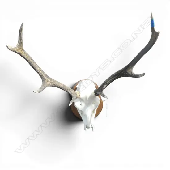 MOUNTED 8 POINTER RED DEER SKULL W.580mm H.650mm