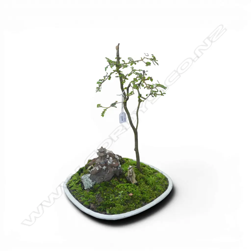 KOWHAI? BONSAI 350x340x500mm Image 1++