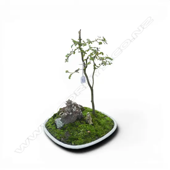 KOWHAI? BONSAI 350x340x500mm