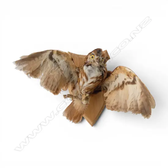 TAXIDERMY OWL H.160mm