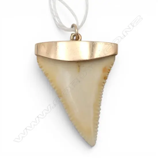 c1900 testing 12ct GOLD CAPPED SHARK TOOTH 30x20mm 4gms