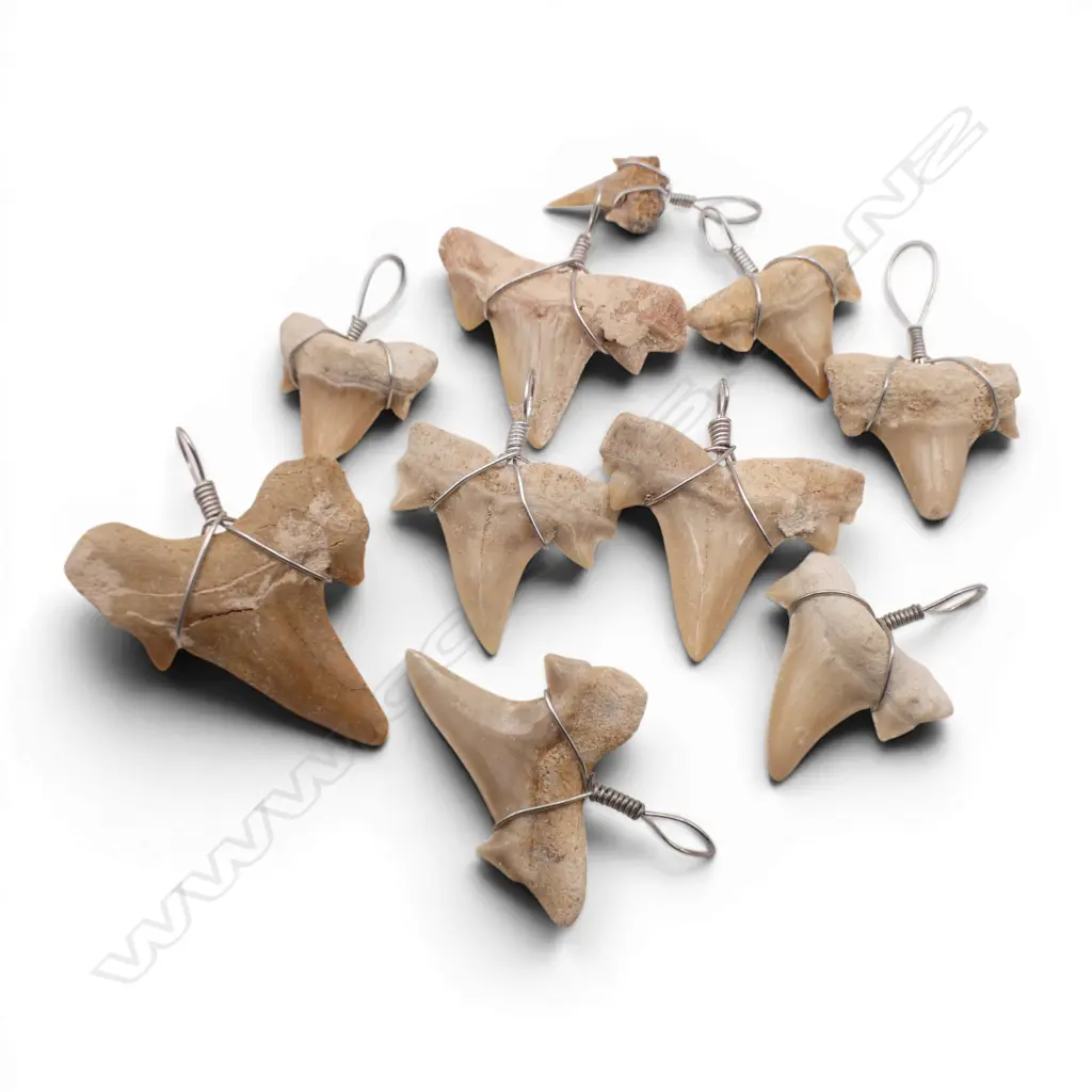 BAG OF FOSSILISED SHARKS TEETH  Image 1++