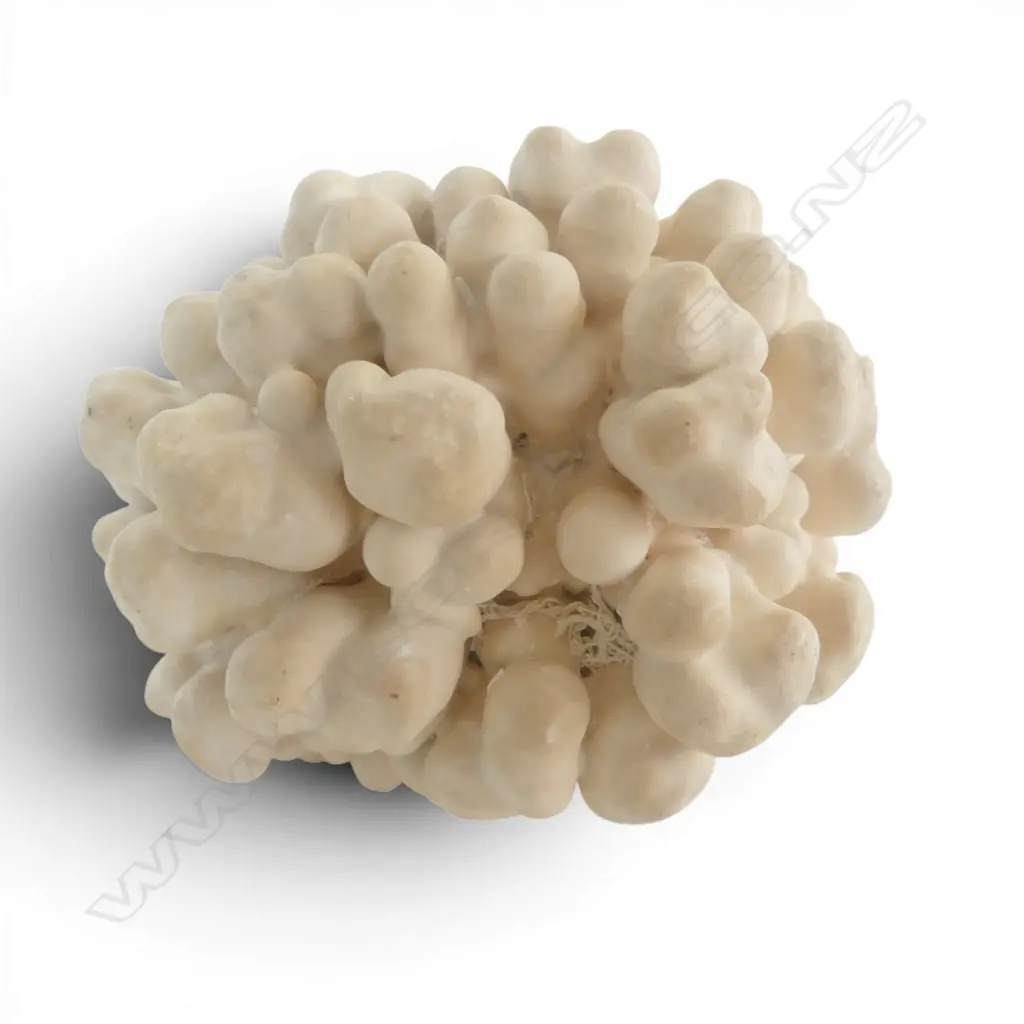 WHITE CORAL PIECE W.90mm Image 1++